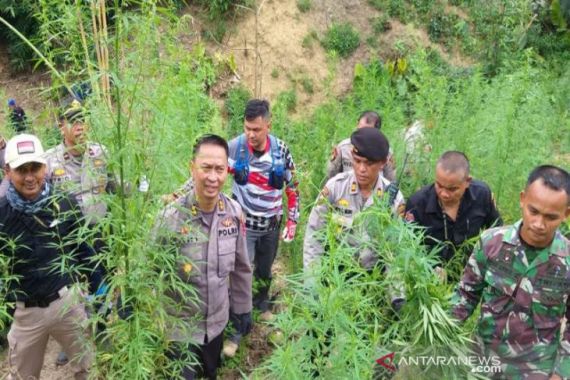 Delapan Hektare Tanaman Ganja di Perbukitan Desa Lancok Dimusnahkan Polisi - JPNN.COM