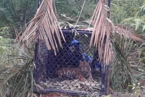 Harimau Sumatra yang Meneror Warga Subulussalam Akhirnya Masuk Perangkap - JPNN.COM