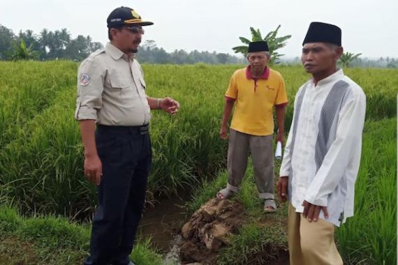 Sawah Mengalami Puso Akibat Banjir, Petani Kulonprogo Diingatkan Pentingnya AUTP - JPNN.COM