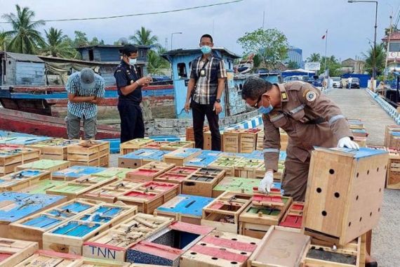BC Gagalkan Penyelundupan Unggas Asal Thailand di Aceh Tamiang - JPNN.COM
