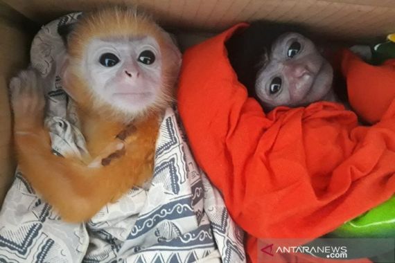 Empat Owa-Tiga Lutung Emas Dijual Ilegal - JPNN.COM