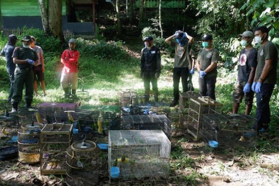 56 Burung Dilindungi Dilepasliarkan di TNBBS Lampung - JPNN.COM