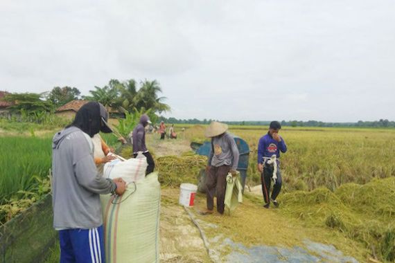 Ekonomi di Lampung Tumbuh Positif, Sektor Pertanian jadi Penyanggahnya - JPNN.COM