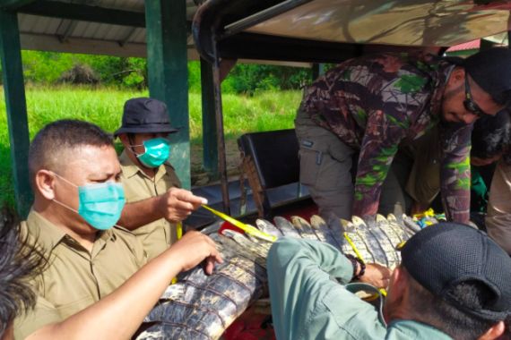 Menyelamatkan Buaya yang Terimpit di Sawah, Dilepaskan di TN Rawa Aopa Watumohai - JPNN.COM