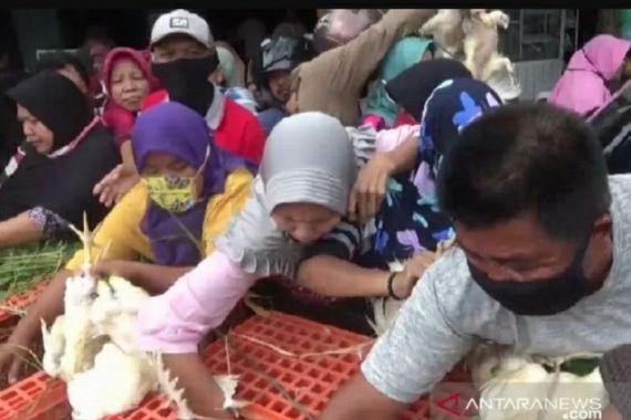 Gegara Kesal, Peternak Bagi-Bagi Ribuan Ekor Ayam Gratis di Pasar - JPNN.COM