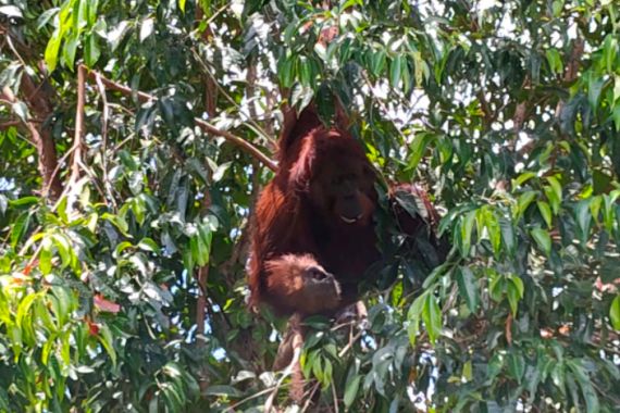 KLHK Kembali Lepasliarkan Orang Utan di Taman Nasional Tanjung Puting - JPNN.COM