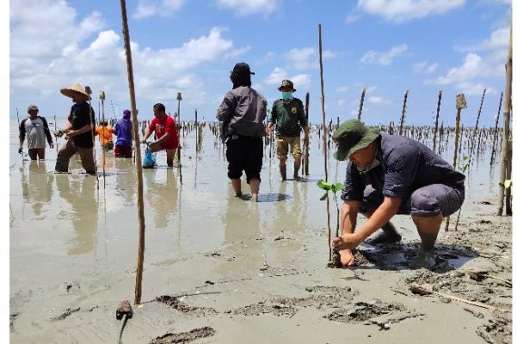 Pandemi Corona, Penyelamatan Mangrove Taman Nasional Way Kambas Tetap Berjalan - JPNN.COM