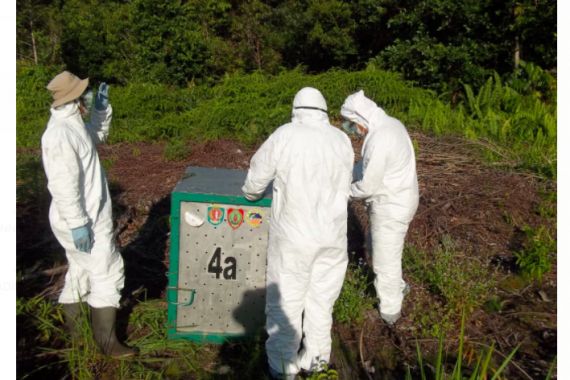 KLHK Menyelamatkan Orang Utan Liar yang Masuk Kota - JPNN.COM