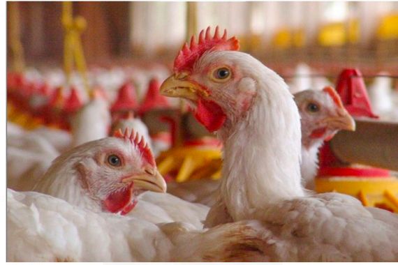 Hati-hati, Ternak Ayam dengan Kerangkeng Baterai bisa Berbahaya - JPNN.COM