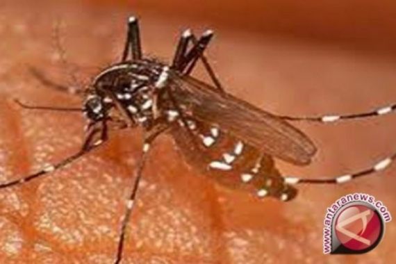 Hasil Riset: Kelambu Beracun Efektif Mencegah Malaria, Nyamuk Dijamin Kram Sayap - JPNN.COM