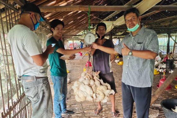 Kementan: Perusahaan Mitra Beli Ayam Ras dari Peternak Mandiri - JPNN.COM