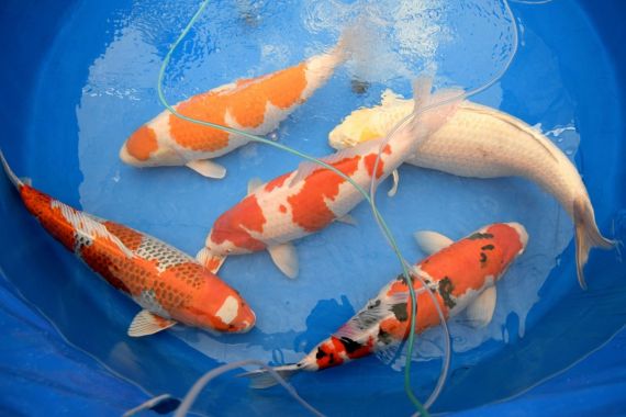 Virus Mengancam, Tiongkok Karantina 290 Ekor Ikan Koi dari Jepang - JPNN.COM