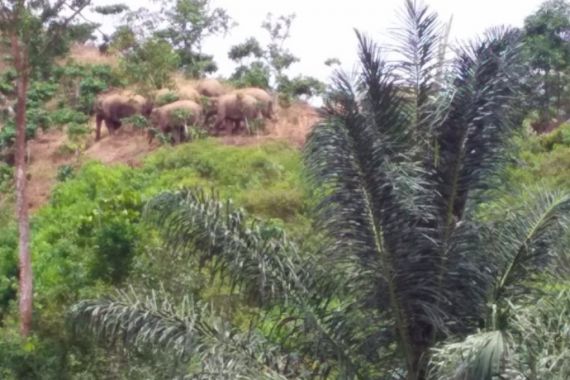 Siang Malam Petugas Berjuang Menggiring Gajah Kembali ke Habitat di TN Bukit Barisan Selatan - JPNN.COM