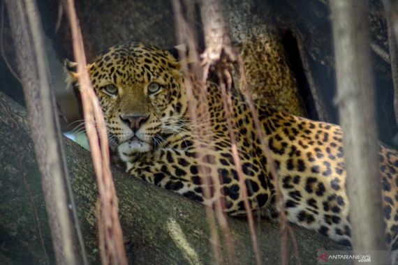 Kebun Binatang Bandung Potong Rusa untuk Makanan Macan - JPNN.COM