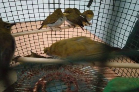 KLHK Menggagalkan Pengiriman 1.266 Ekor Burung Pleci Ilegal - JPNN.COM
