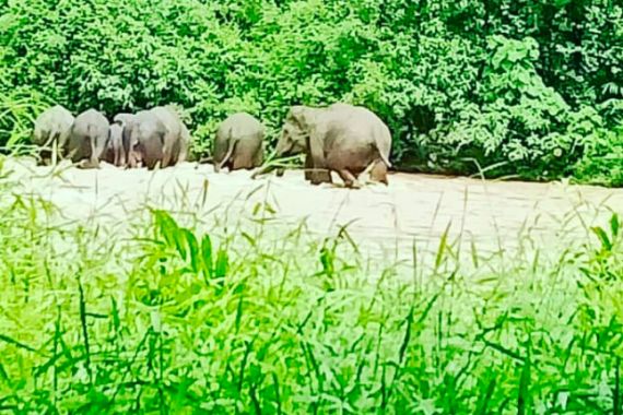 Pantau Pergerakan Gajah Sumatera, KLHK Pasang Teknologi GPS - JPNN.COM
