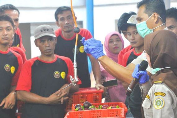Ekspor Manggis Indonesia ke Tiongkok Naik Dua Kali Lipat di Masa Pandemi - JPNN.COM
