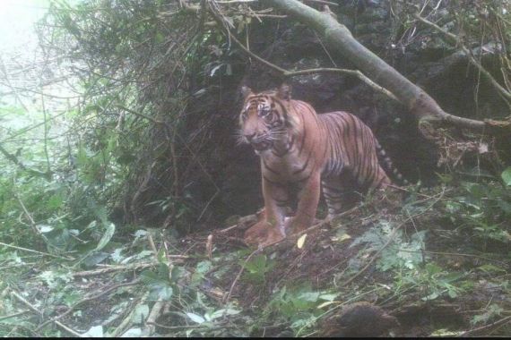 Kisah 6 Warga Diadang 3 Harimau Sumatera, Ada yang Memanjat Pohon hingga Sembunyi - JPNN.COM
