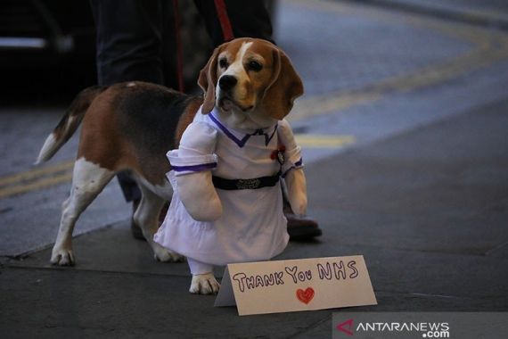 Target, 1 Anjing Mengendus 250 Orang, Terjangkiti COVID-19 atau Tidak - JPNN.COM