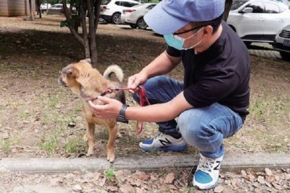 Mengharukan! Anjing Setia Tunggu Majikannya Selama 3 Bulan di Lobi RS - JPNN.COM