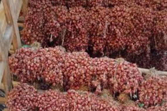 Produksi Bawang Merah Melonjak, Bupati Bima: Pendapatan Petani Terkerek - JPNN.COM