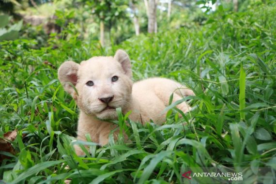 Di Tengah Pandemi Corona, Bayi Singa Putih Lahir di TSP - JPNN.COM