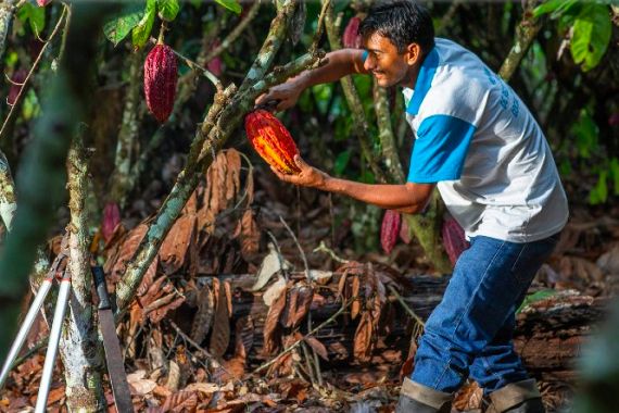 Cargill Ingin Memberi Perlindungan untuk Petani Kakao sekaligus Lingkungan - JPNN.COM
