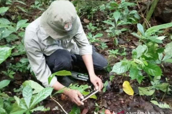 Tumbuhan Langka Banyak Tersebar di Danau Maninjau Agam, Potensi Wisata? - JPNN.COM