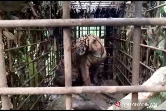 Masih Ada 2 Harimau Sumatera Berkeliaran - JPNN.COM