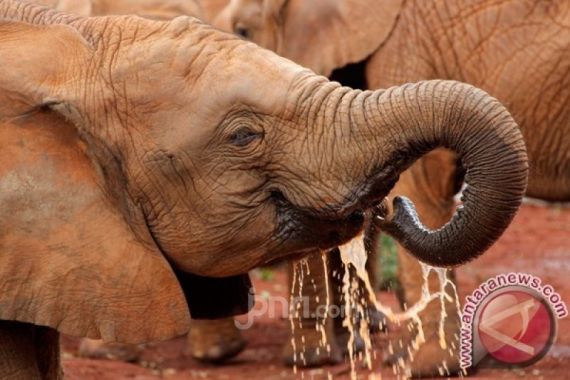 Bukan Ulah Pemburu atau Bakteri, Kematian Ratusan Gajah di Bostwana Jadi Misteri - JPNN.COM