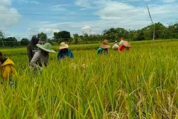 Pemerintah Mengimpor Beras Saat Musim Panen, Seorang Petani Bereaksi Begini - JPNN.COM