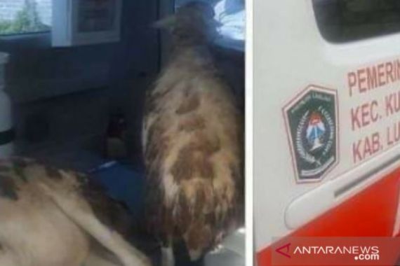 Ambulans Angkut 2 Kambing, Wabup Lumajang Langsung Meradang - JPNN.COM