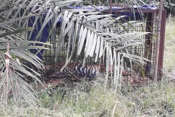 Harimau Sumatera Ditemukan Mati - JPNN.COM