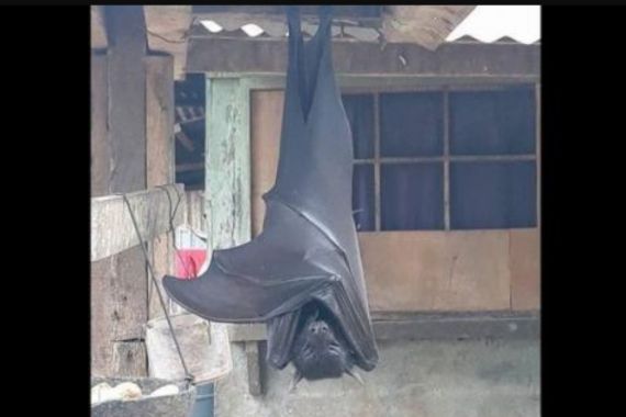 Mengerikan! Viral Foto Kelelawar Seukuran Manusia Bergantung di Rumah Warga - JPNN.COM