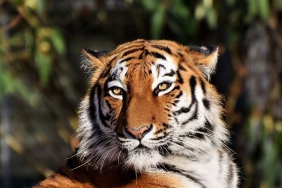 Petugas Kebun Binatang Tewas Diterkam Harimau, Ngeri - JPNN.COM