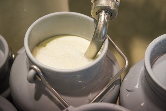 Waspada! Minum Susu Sapi Mentah Bisa Menimbulkan Penyakit, Ini Penjelasannya - JPNN.COM
