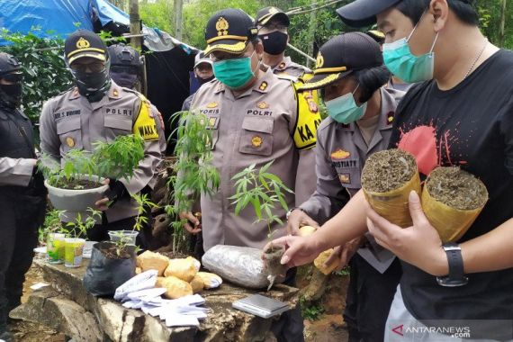 Banyak Pohon Ganja di Tengah Tanaman Pisang dan Sayuran di Bandung, Pemiliknya Ternyata - JPNN.COM