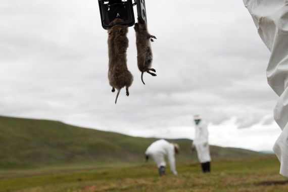 Makan Daging Marmot, Pemuda Mongolia Tewas Kena Penyakit Ganas - JPNN.COM