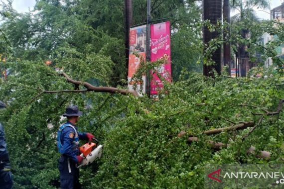 Hujan Deras Guyur Jakarta Selatan, Pohon Tumbang Hantam Kabel Listrik - JPNN.COM
