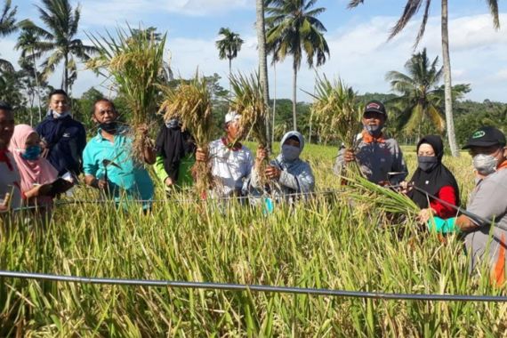 Petani Bondowoso Tanam Padi Lokal Untuk Penuhi Kebutuhan Pangan - JPNN.COM