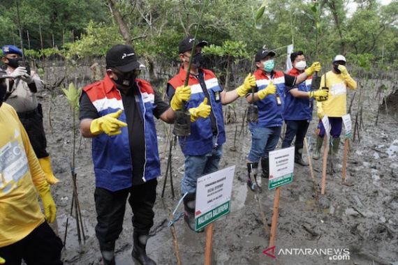 Top! Pertamina Tanam Ribuan Bibit Mangrove di Pesisir Balikpapan - JPNN.COM