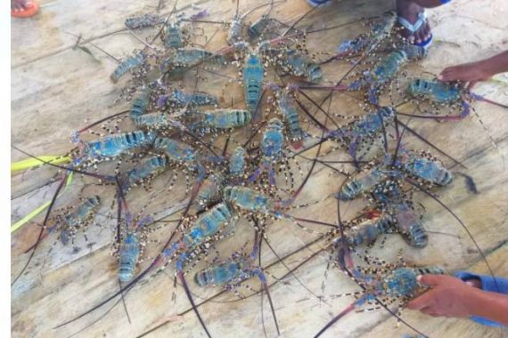 Dukung Permen KP 17/2021, GPLI Optimistis Indonesia Bakal Jadi Eksportir Lobster Terbesar di Dunia - JPNN.COM