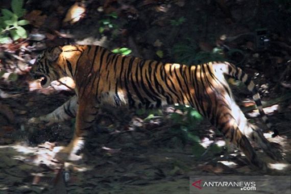 Tiga Harimau Sumatera Teror Warga Aceh Tengah - JPNN.COM