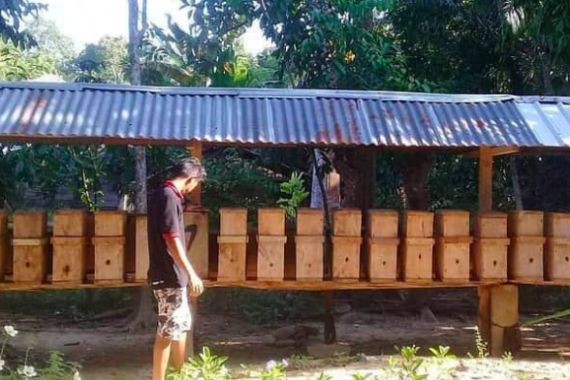 Budidaya Ternak Lebah Trigona Makin Digandrungi - JPNN.COM