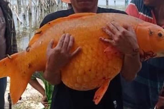 Memancing di Danau Toba, Pria Ini Dapat Ikan Mas Raksasa, Lihat Fotonya - JPNN.COM