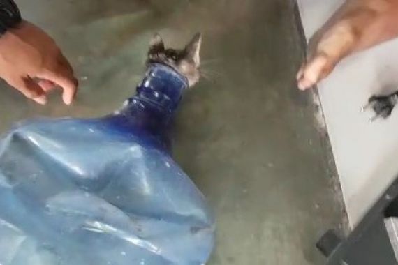 Seekor Kucing Terjebak di Dalam Galon, Petugas Pemadam Kebakaran Turun Tangan - JPNN.COM