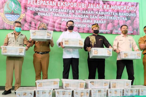 Kementan Dukung Penuh Upaya Jawa Barat Ekspor Ubi Jalar ke Hongkong - JPNN.COM
