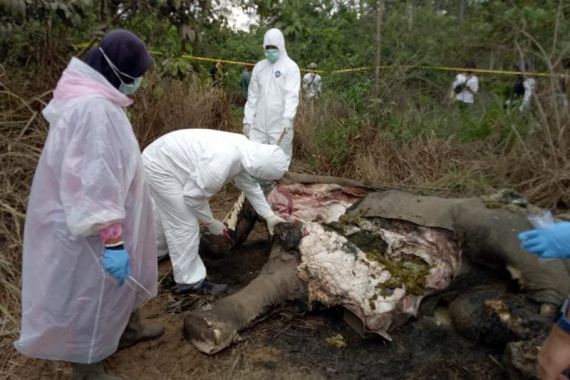 Gajah Sumatera Ditemukan Mati di Perkebunan Warga, BKSDA Bilang Begini - JPNN.COM