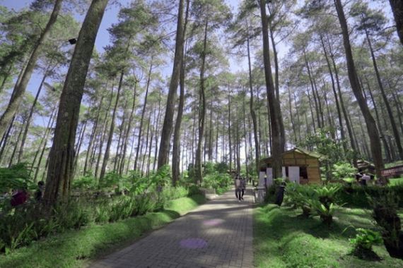 Inilah 7 Alasan Orchid Forest Jadi Spot Wisata Bandung Terpopuler - JPNN.COM