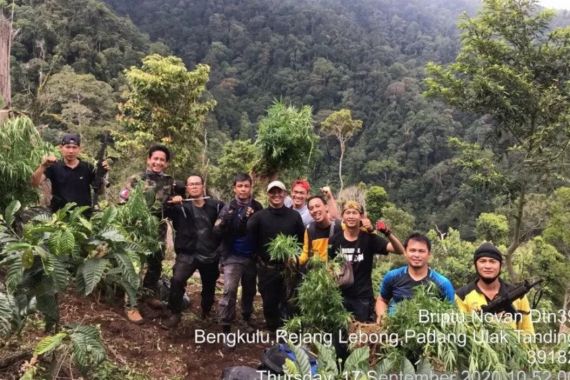 12 Jam Mendaki Bukit, Polisi Temukan Ladang Ganja di Tengah Kebun Kopi - JPNN.COM